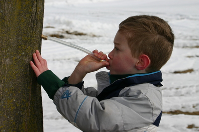 Mayrend-Zach_Maple_Sap.JPG