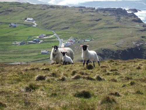 Ireland Sheep.jpg