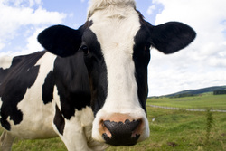 cows.jpg