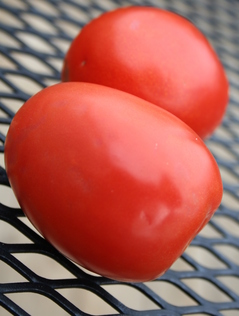 tomatoes-webster.jpg