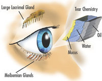 Tear-Film-Anatomy