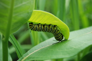 monarch caterpillar1.JPG