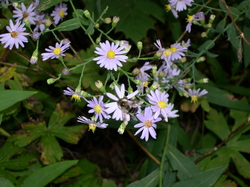 smooth aster - bee 1.JPG