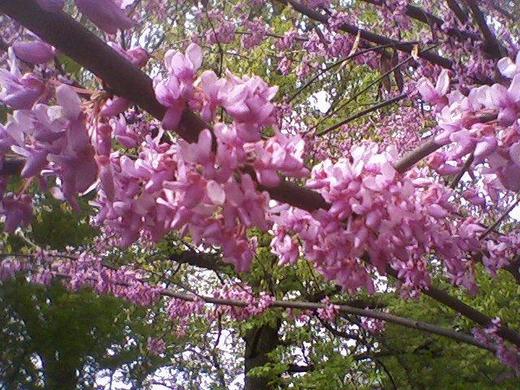 feldt red bud.jpg