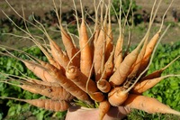 Borden - Bayer's carrot bouquet