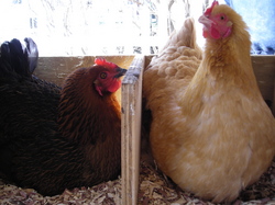 Borden - chickens in the laying box