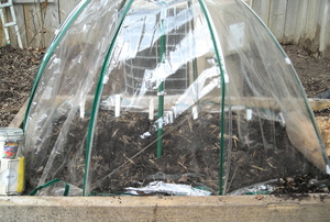 Borden - Lettuce seeds under plastic