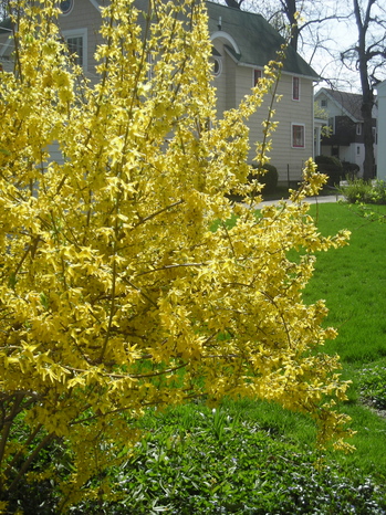 Borden - Forsythia blooming