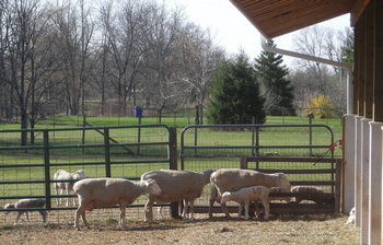 Borden - Lamb Farm lambs with mama