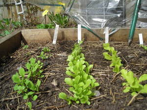 Borden - Blooming lettuce