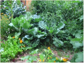 Kale-tomatoes-calendula-and-more!