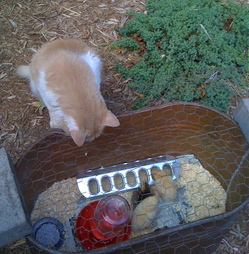 Borden - Cat looking at baby chicks