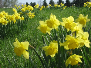 Daffodils