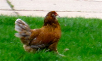 lampmanannarborhen.JPG