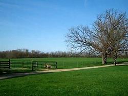 Borden - Lamb Farm field