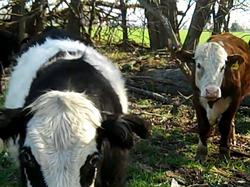 Borden - Lamb Farm steers