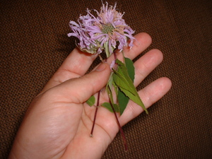 feldt berg flower.jpg