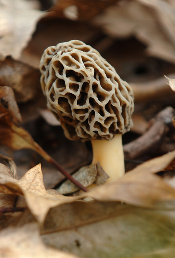 Can You Grow Morel Mushrooms Reddit May Is Morel Season Michigan Morel Festivals And Where To Find These Tasty Mushrooms