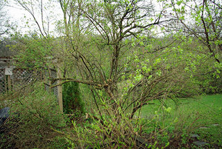 Thumbnail image for Thumbnail image for bushhoriz.jpg