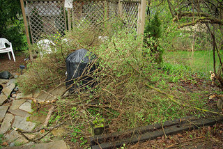 Thumbnail image for Thumbnail image for bushtrimmings.jpg