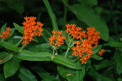 butterfly milkweed.JPG