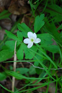 Thumbnail image for canada anemone-apr09-3.JPG