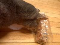 Thumbnail image for cat, enrichment, toy, foraging, plastic, bottle