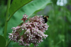 common milkweed wtih a visitor.JPG