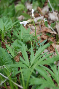 cutleaf toothwort.JPG