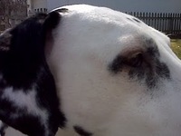 Dalmatian, dog, face 