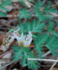 Thumbnail image for dutchman's breeches closeup.jpg