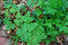 foliage - columbine dutchmans britches 1 - 2009.JPG