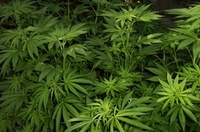 Thumbnail image for marijuana_plants.jpg