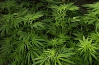 Thumbnail image for Thumbnail image for marijuana_plants.jpg