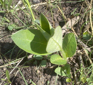 feldt milkweed shoot.jpg