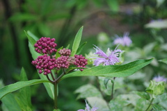 monarda-milkweed-jun09-7.JPG