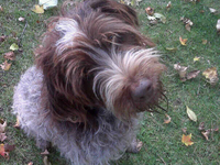 dog, wirehaired, pointer,