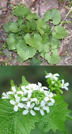 nps-gov-garlic-mustard.jpg