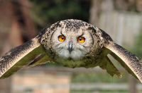 owl.jpg