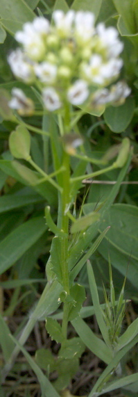 feldt pepper plant in field.jpg
