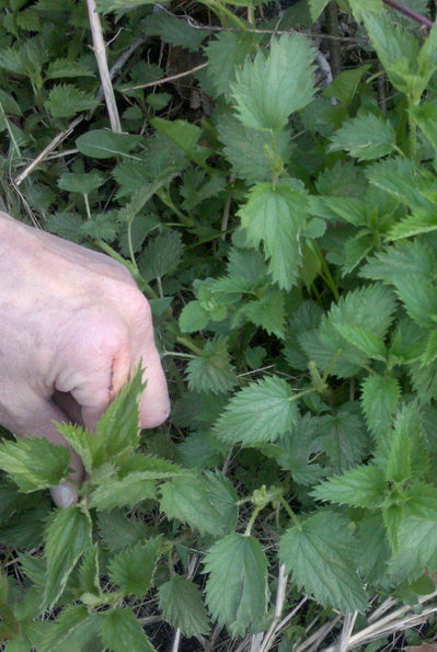 feldt picking nettles.jpg