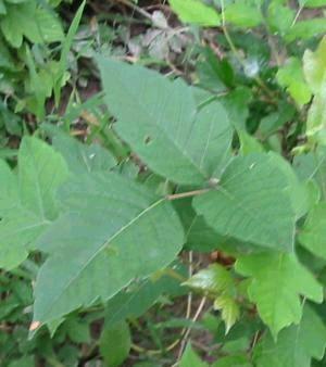 poison-ivy-plant-foilage-summer-leaves