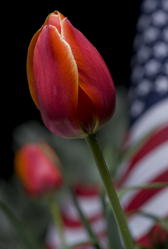 tulipFlag.jpg