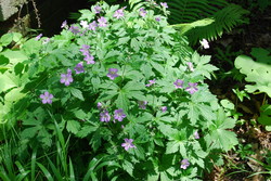 wild geranium.JPG