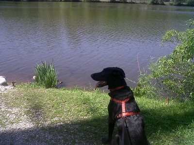 Behr-Dog-Argo-Pond.jpg