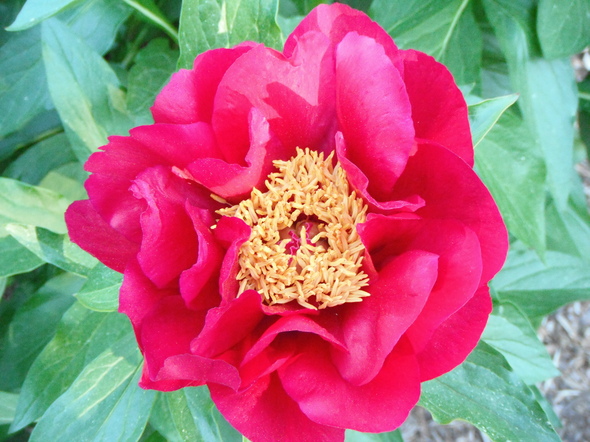 Peony-Nichols-Arboretum.jpg