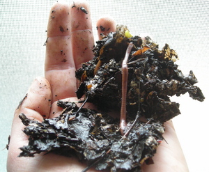 Borden - worms from composting