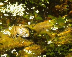 DSCN1216.JPG