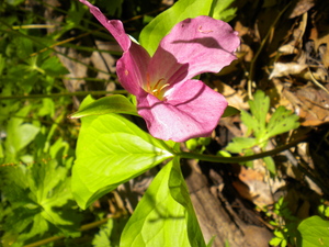 DSCN1311.JPG