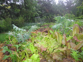 Lettuce-and-Kale-May-2010.JPG